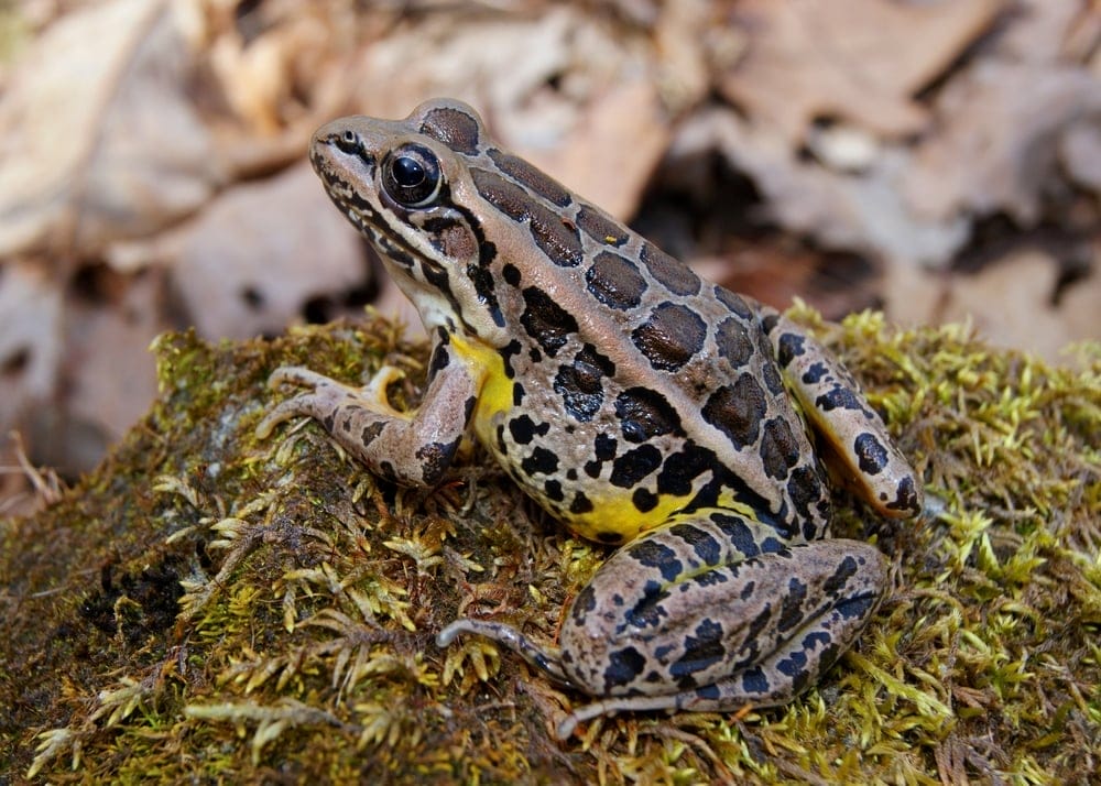 pickerel frog