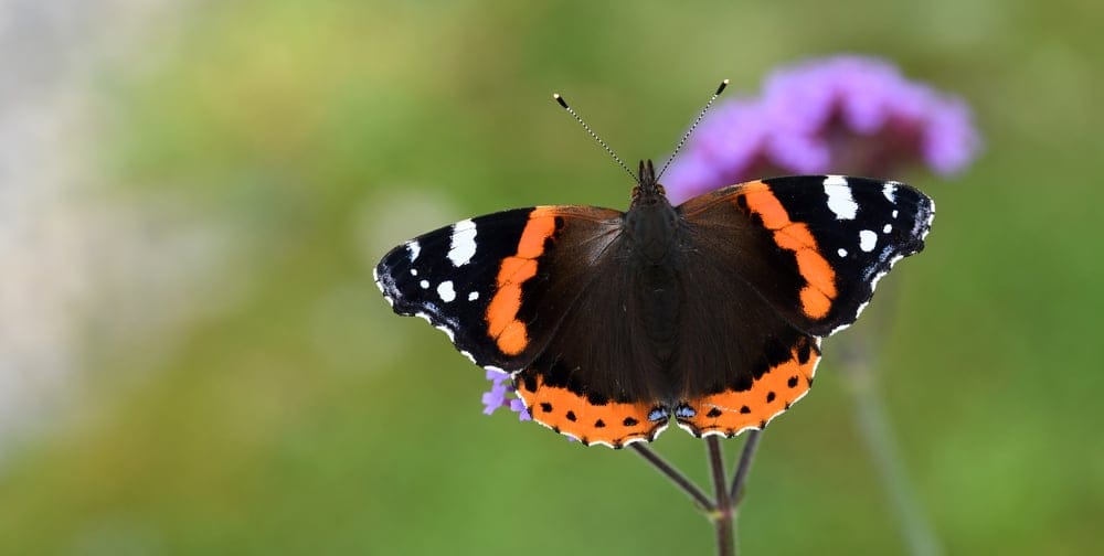 Red Admiral Butterfly