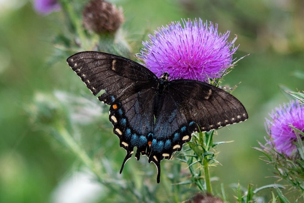 Spice Bush Swallow Butterfly