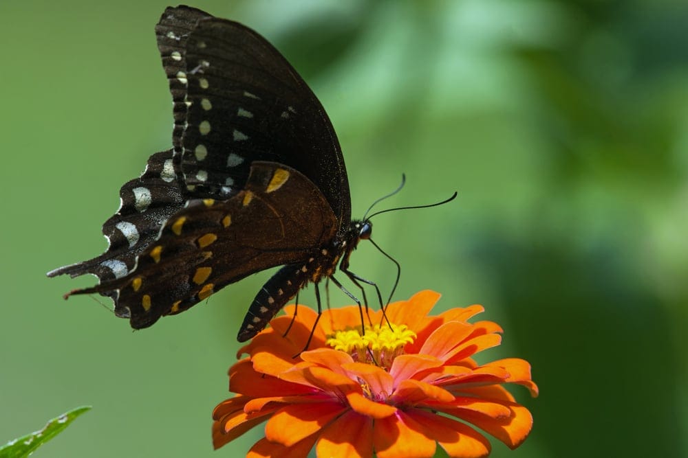 Spice Bush Swallow Butterfly