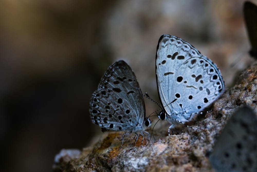 Spring Azure Butterfly