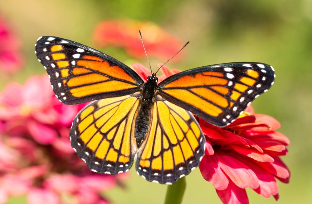 Viceroy Butterfly