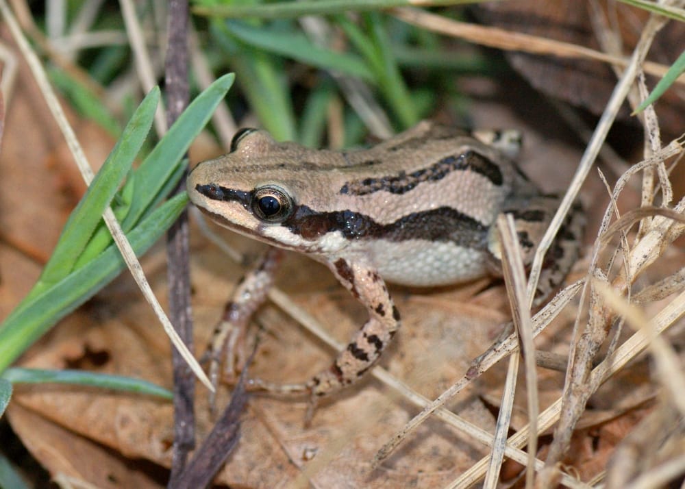 western chorus frog