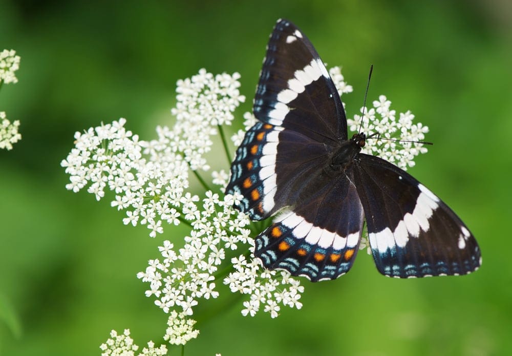 White Admiral Butterfly