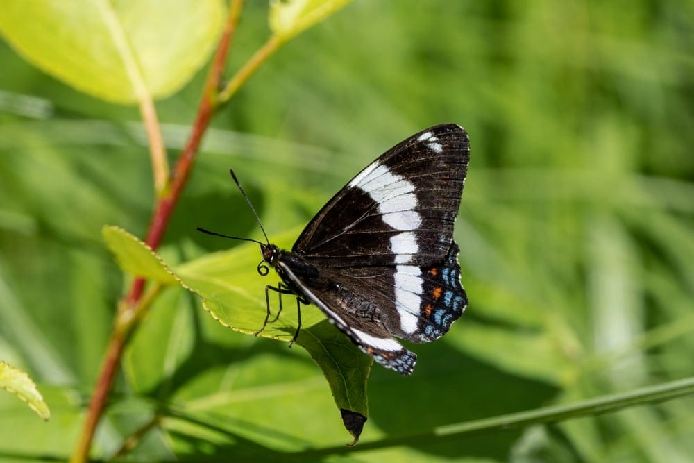 White Admiral Butterfly