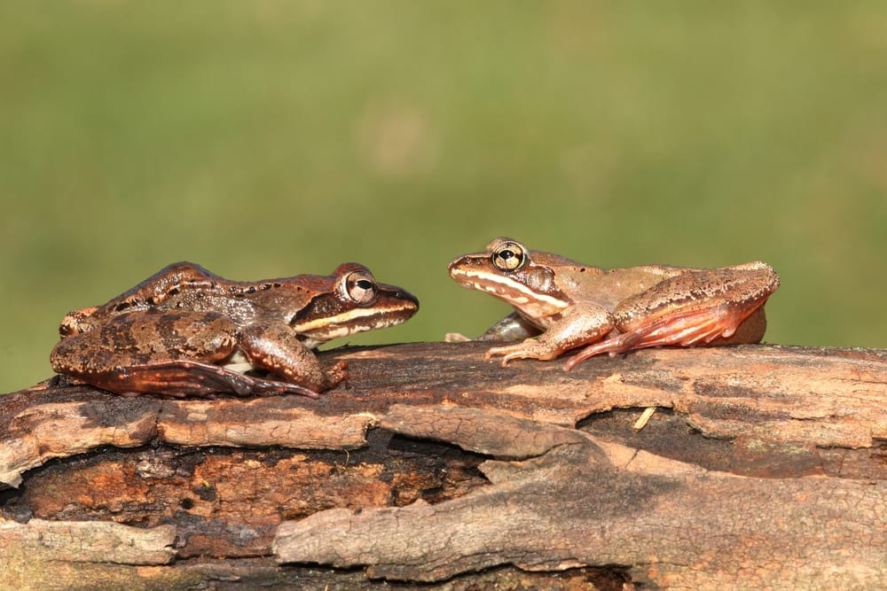wood frogs