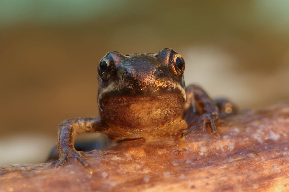 wood frog