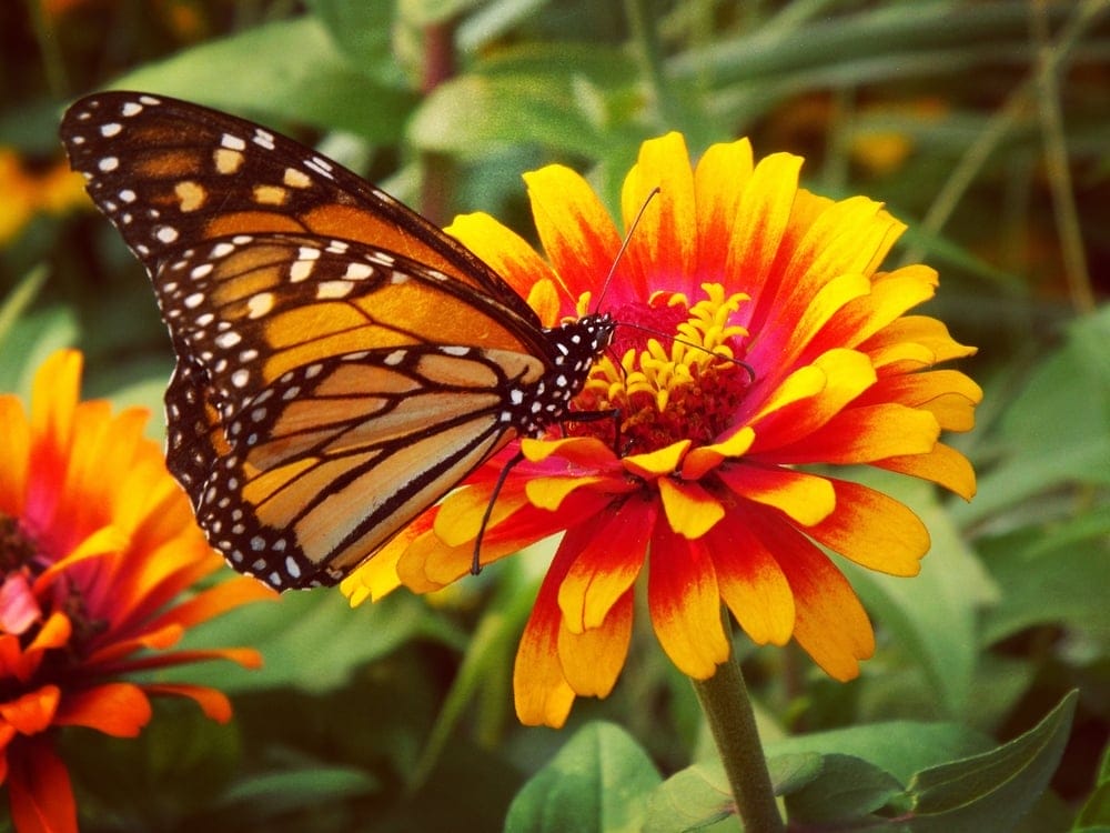 Monarch Butterfly