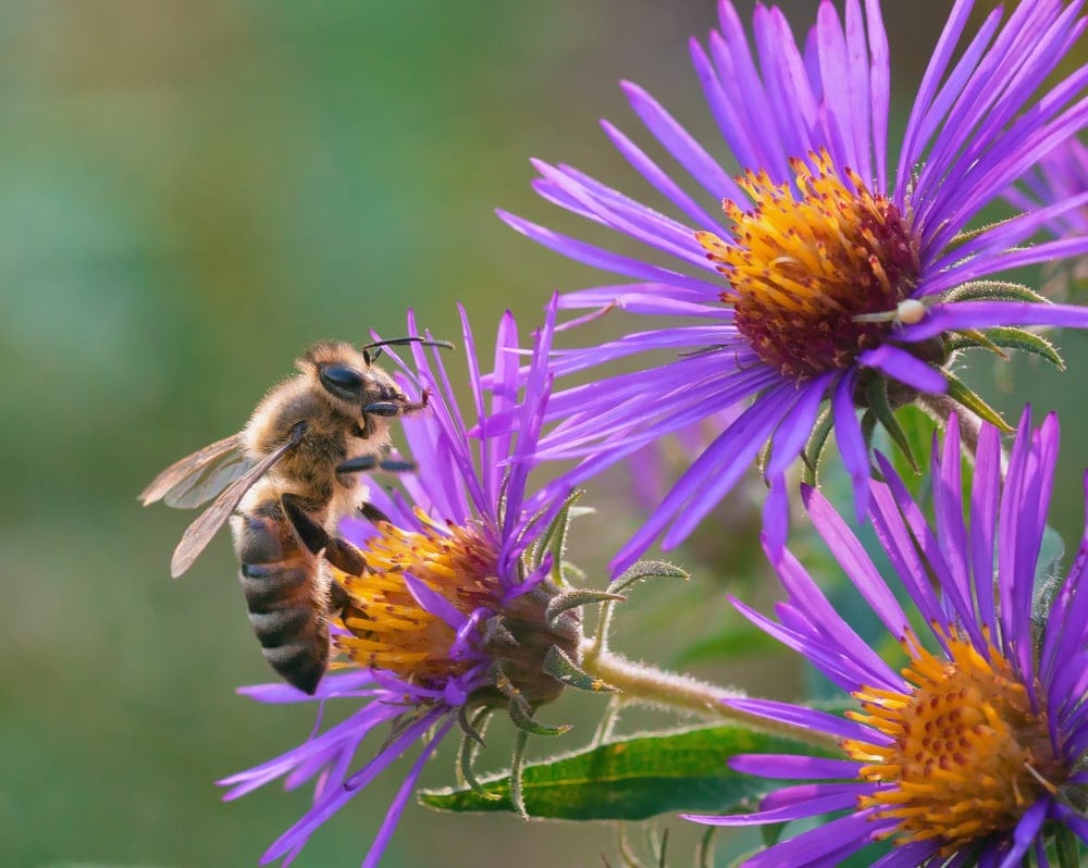 Aster Flower