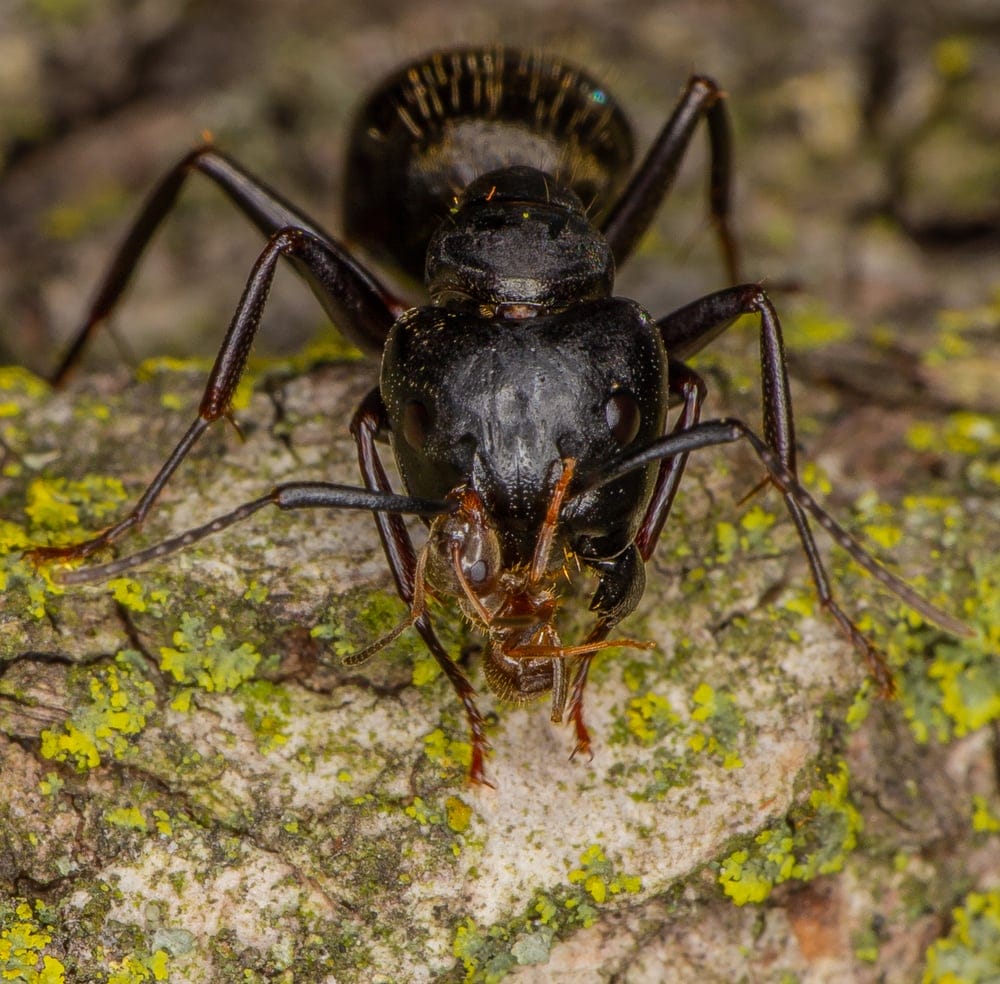 Black Carpenter Ant