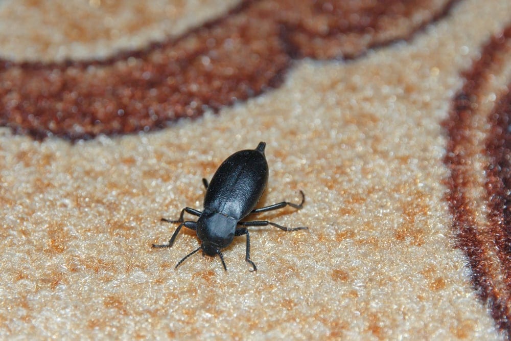 Black Carpet Beetle