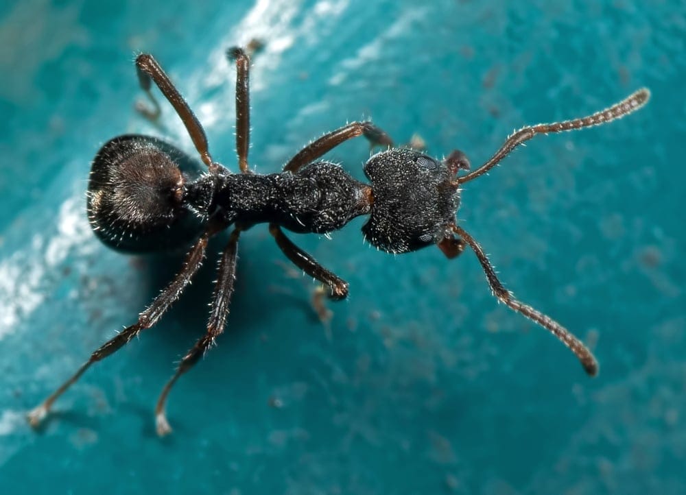 black garden ant