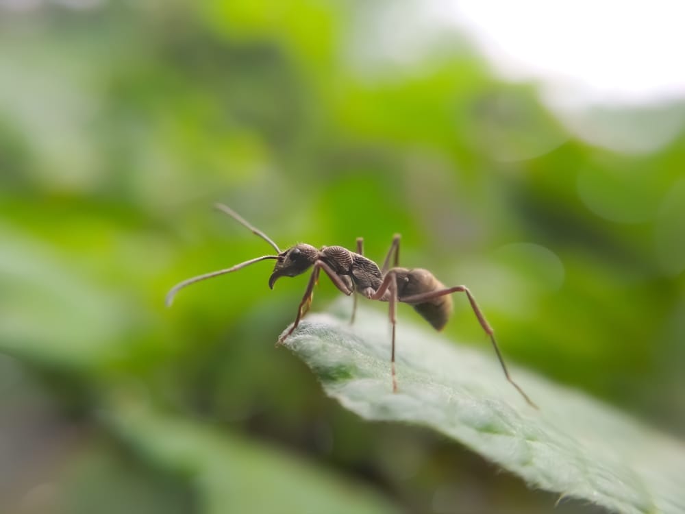 black garden ant
