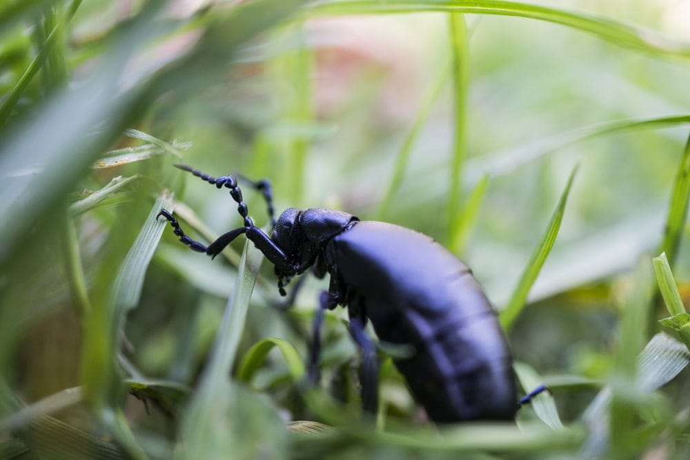 black grass bug