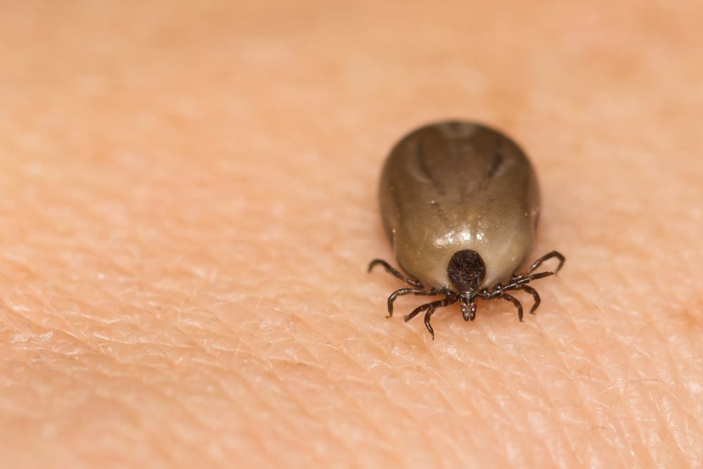 black legged tick
