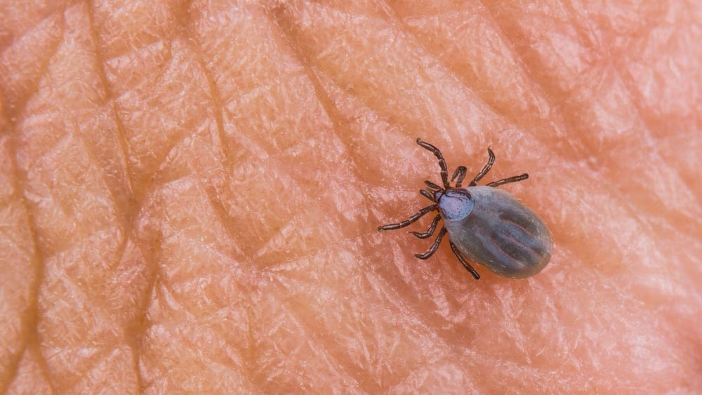 Black Legged Tick