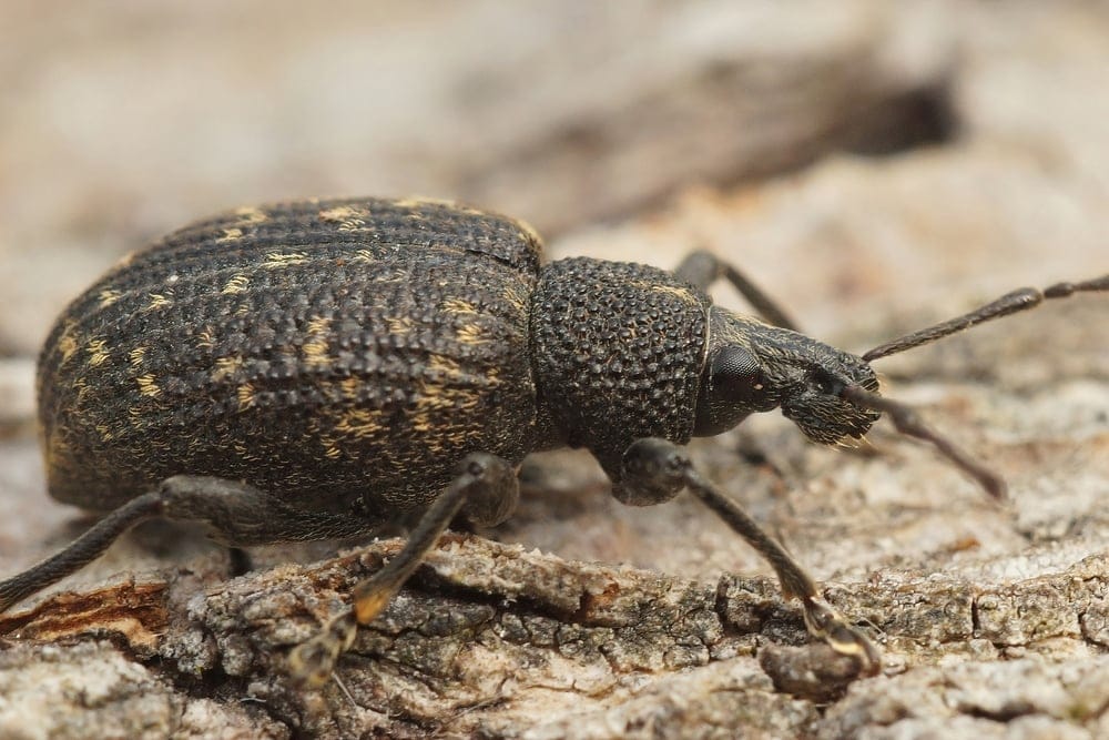 Black Vine Beetle