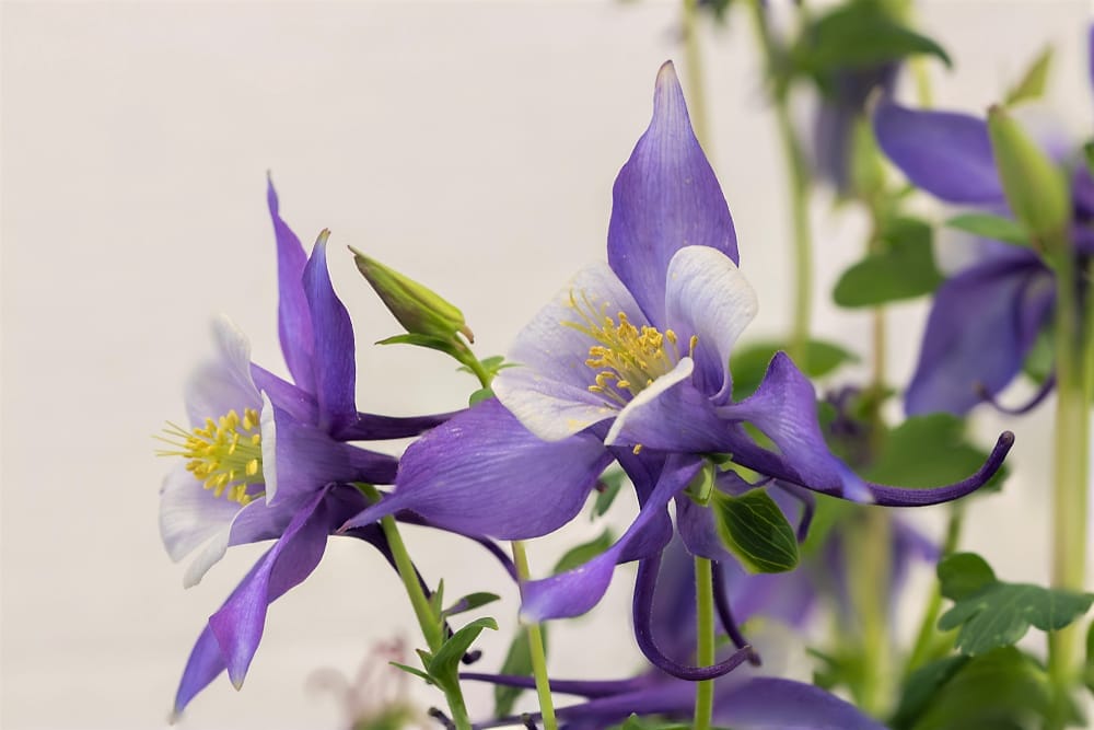 columbine flower