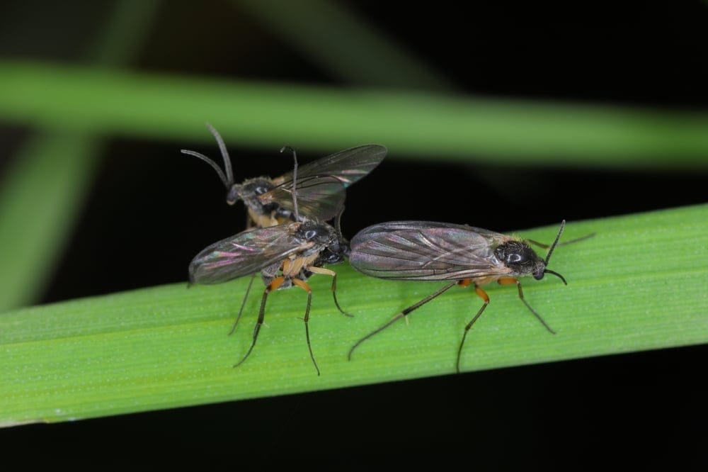 fungus gnat