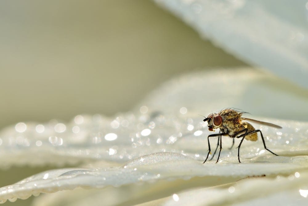 fungus gnat