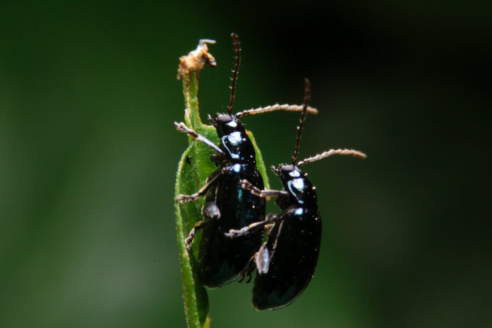 Flea Beetle