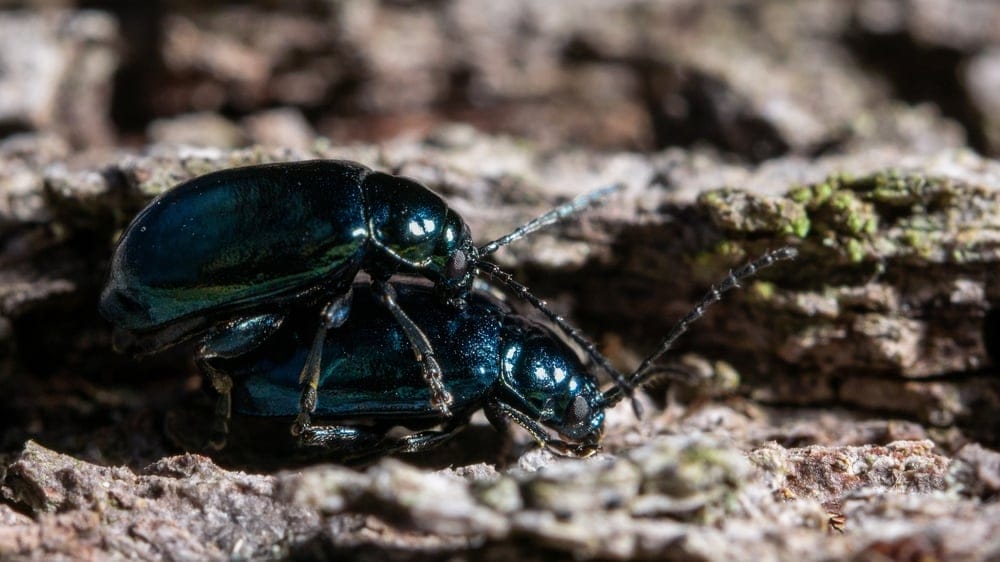 flea beetle