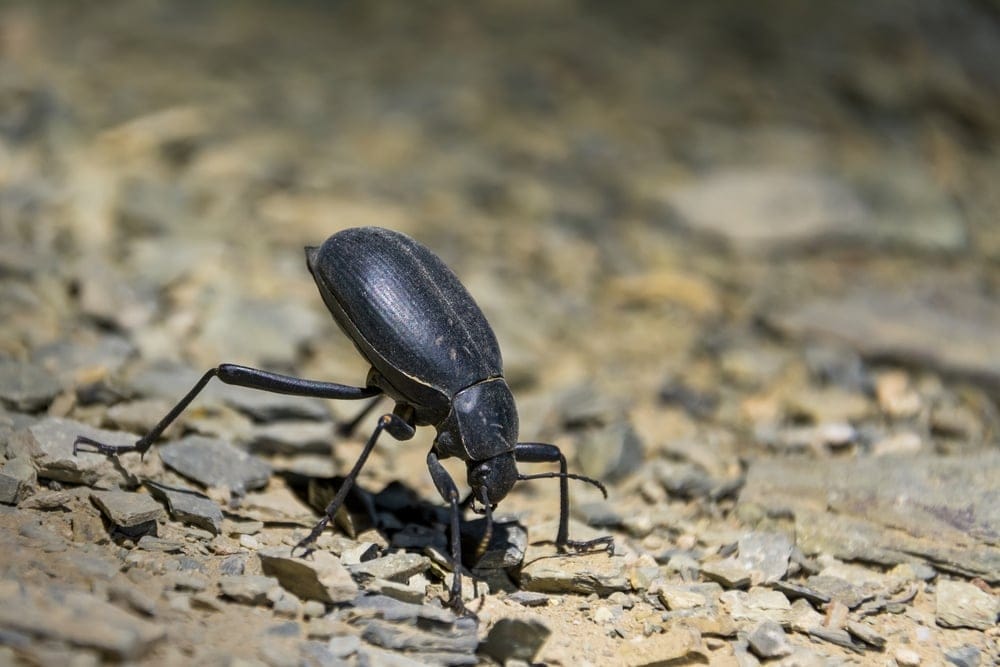 Ground Beetle