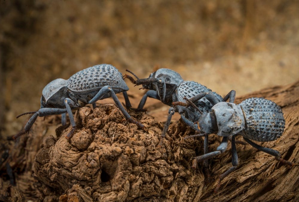 Ground Beetle