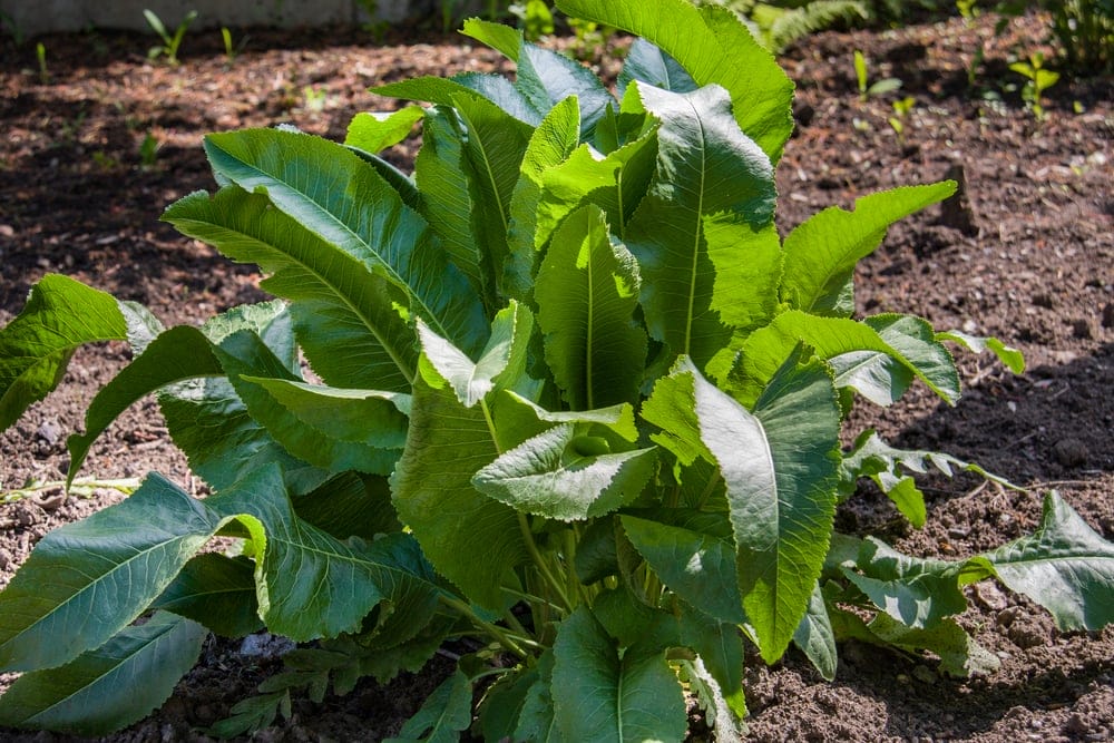 horseradish