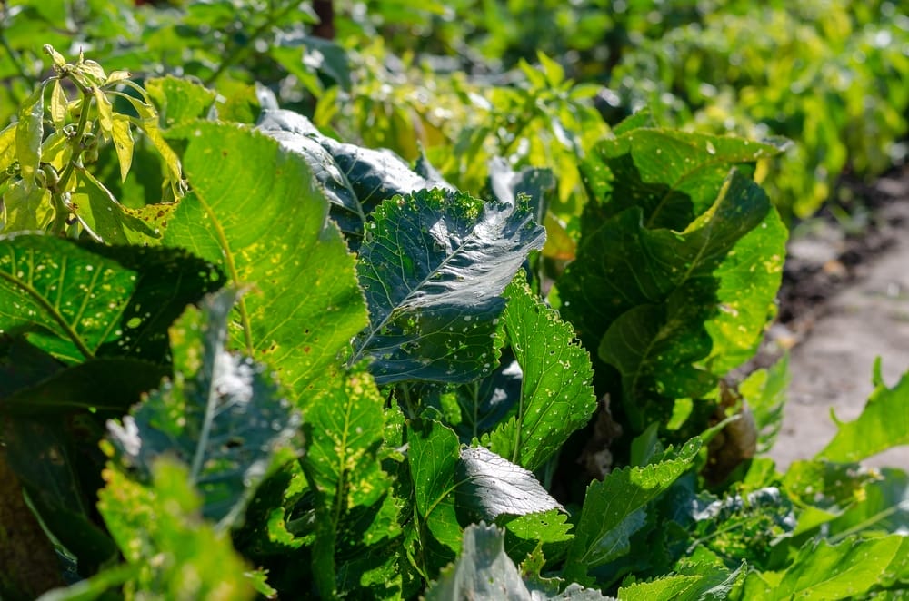 horseradish plant