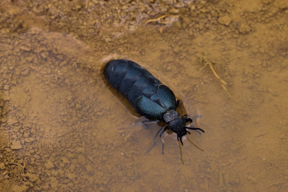 oriental cockroach