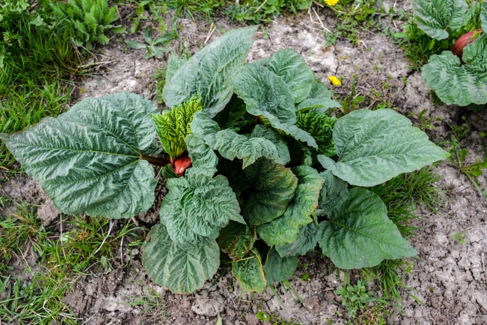 rhubarbs