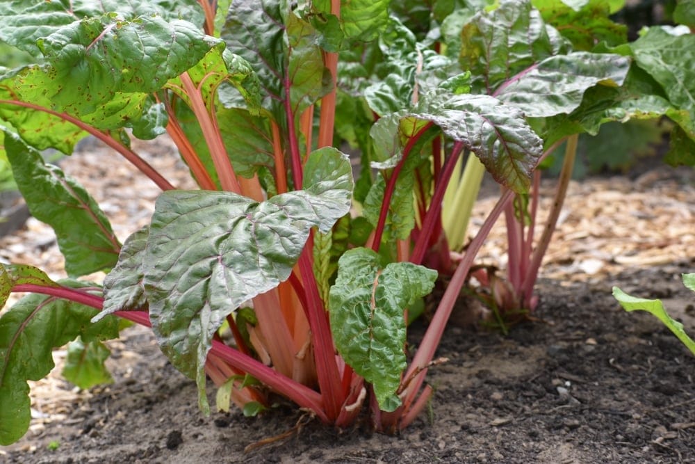 rhubarb