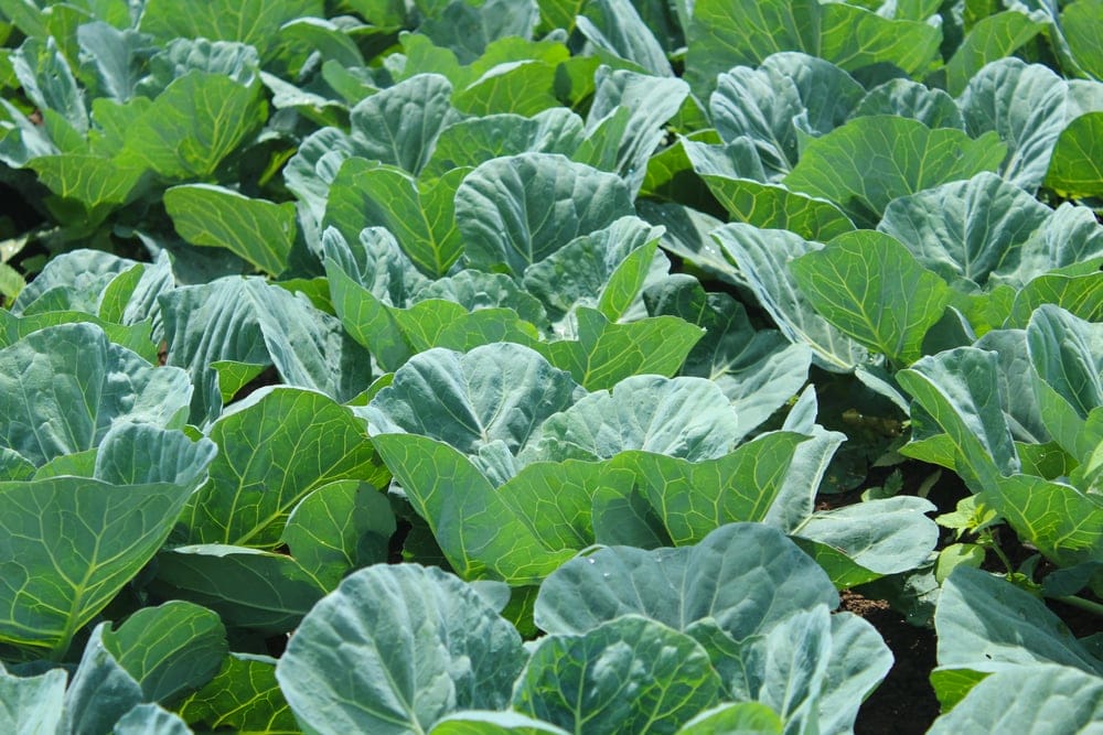 Collard Greens
