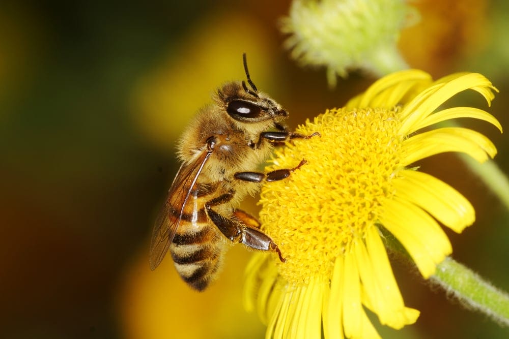 honey bee