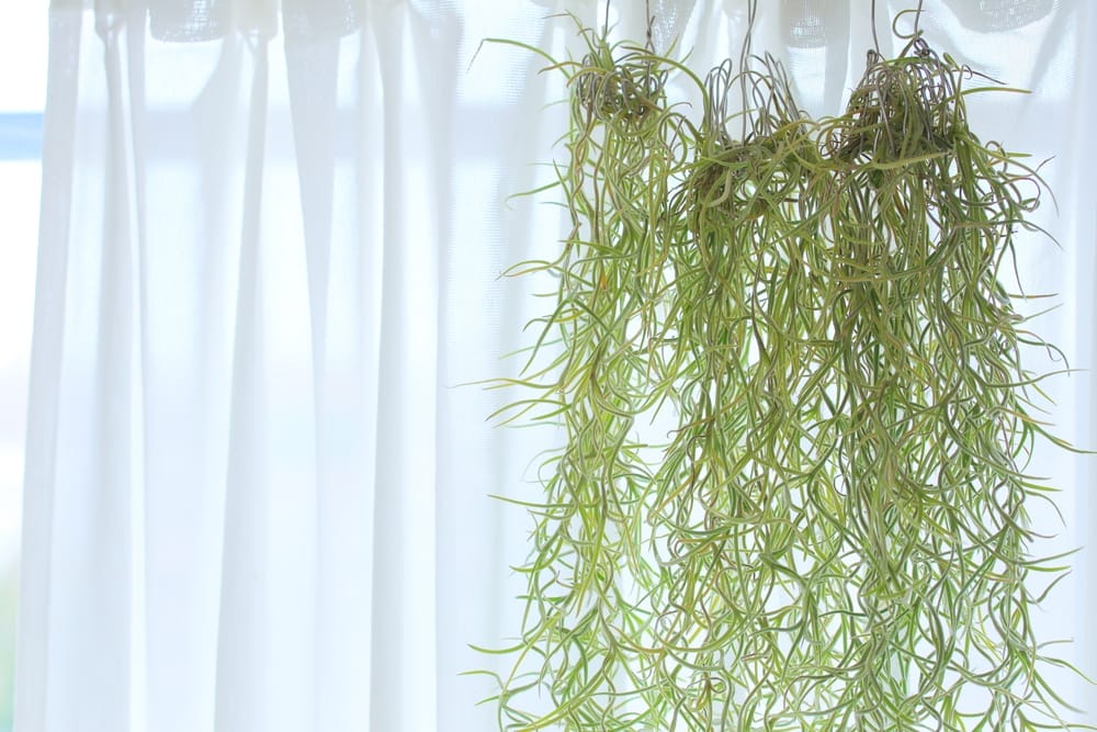 Tillandsia usneoides