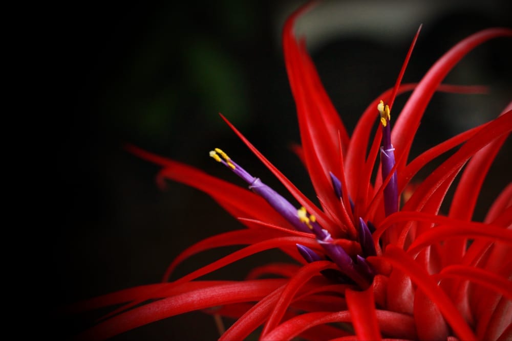 Brachycaulos Air Plant