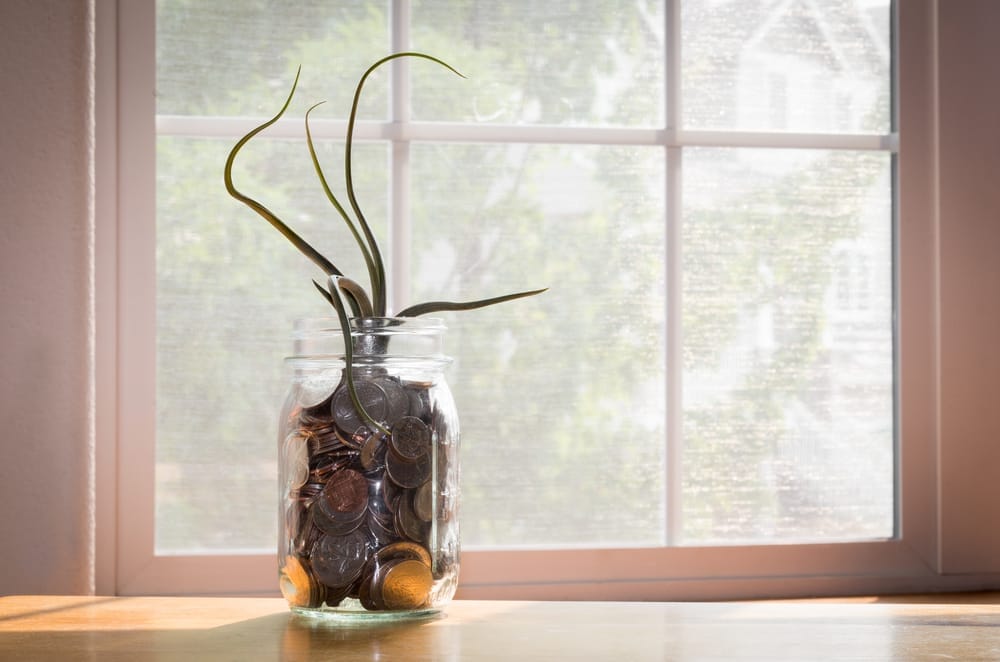 Bulbous Air Plant