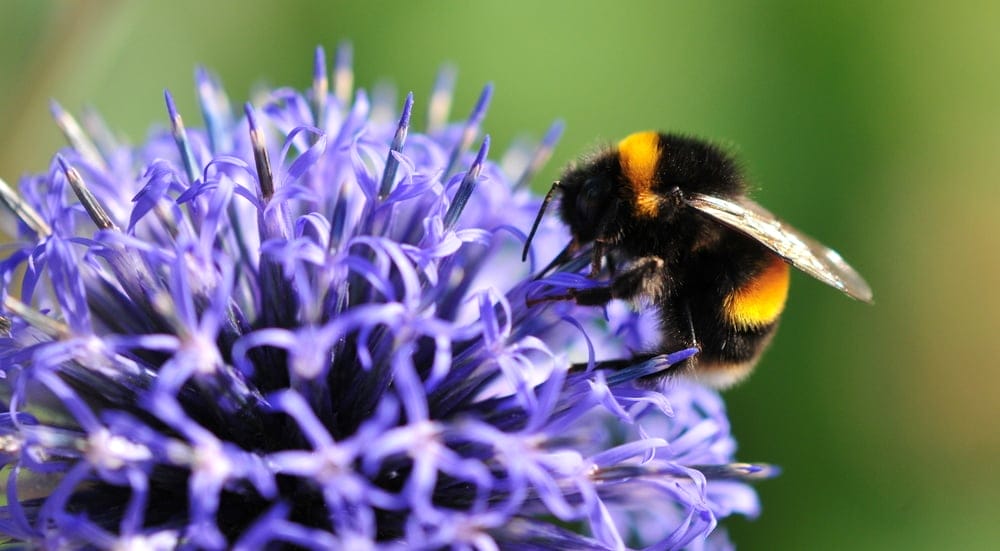 bumble bee