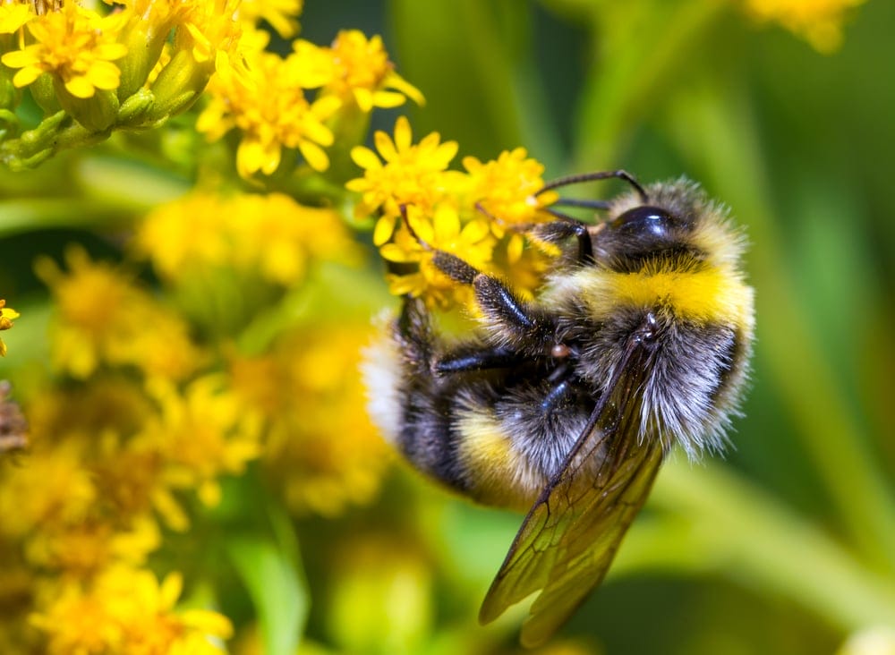 bumble bee