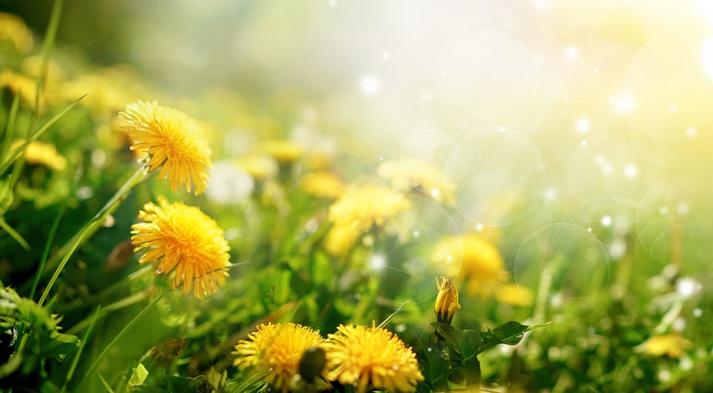 dandelion