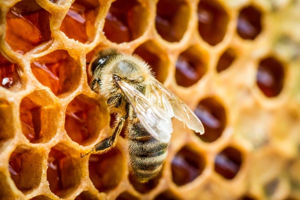 honey bees