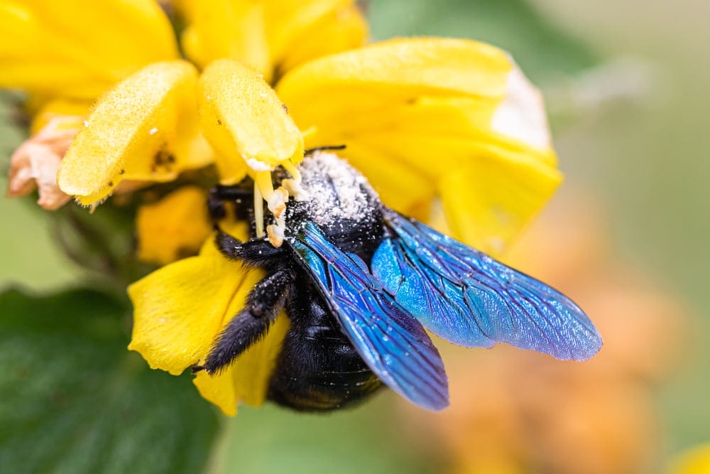 large carpenter bee