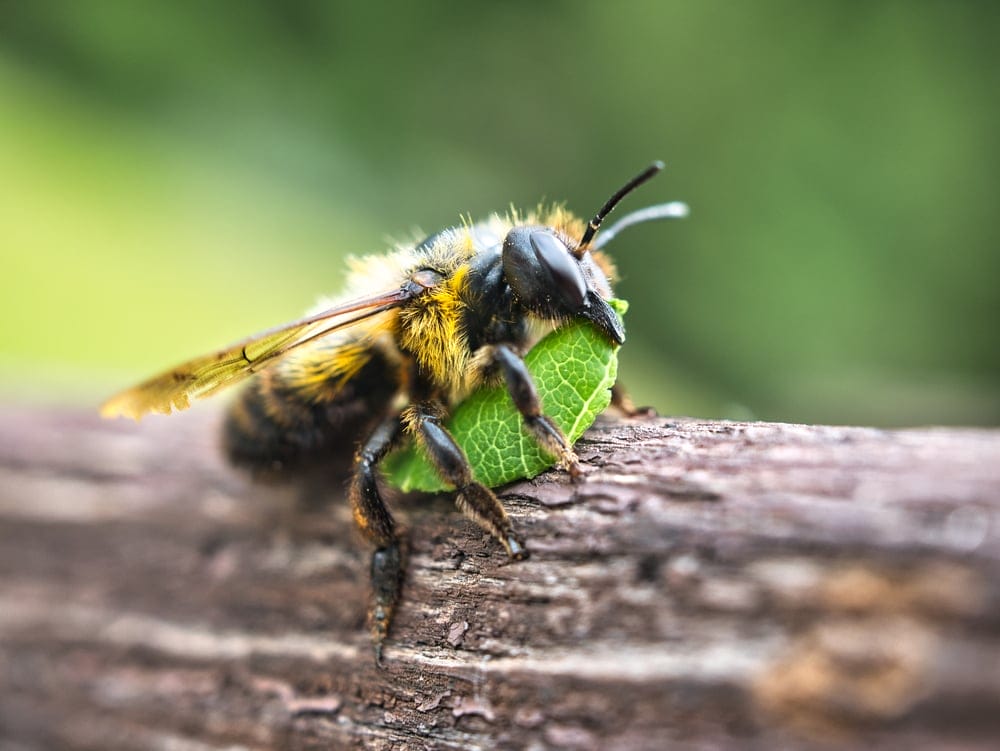 leaf cutting bee