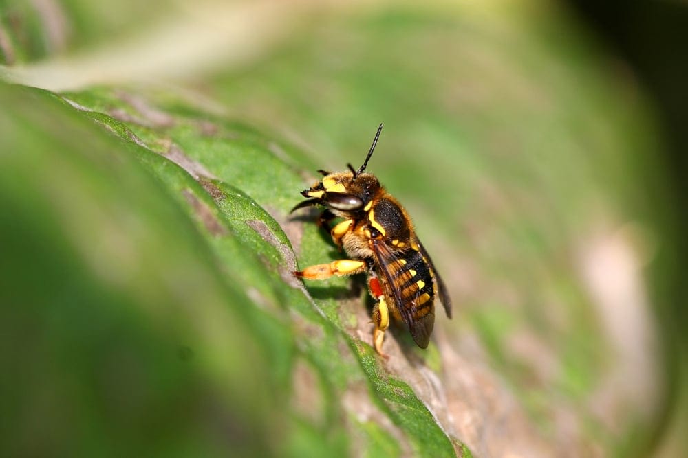 leaf cutting bee
