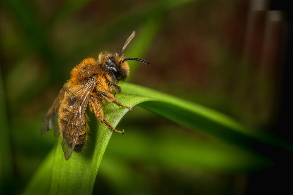 mining bee