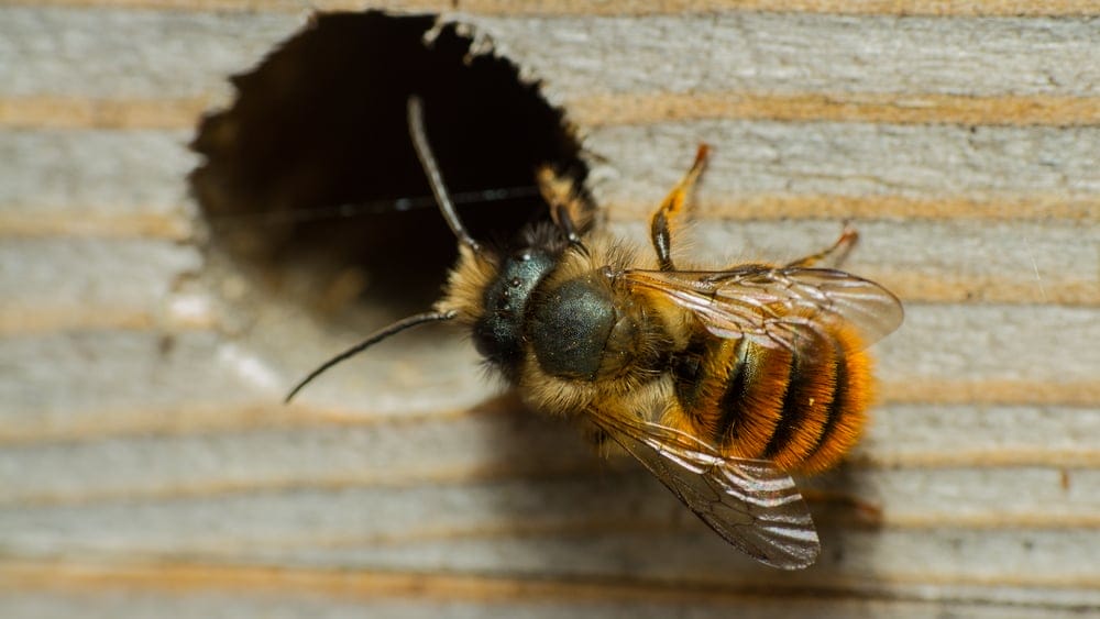 mason bee