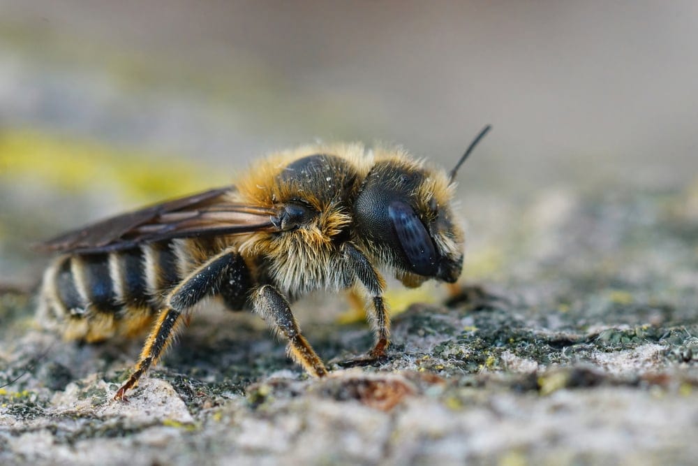 mason bee
