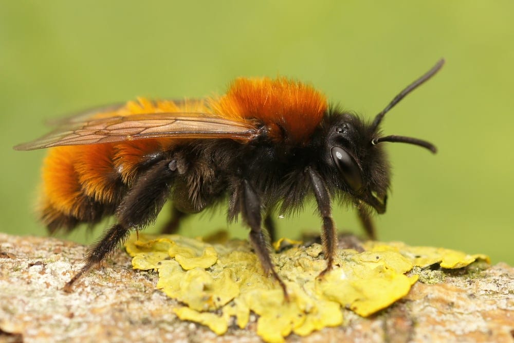 mining bee