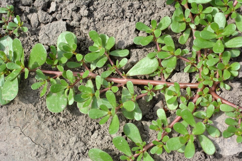 purslane weed